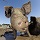 pig